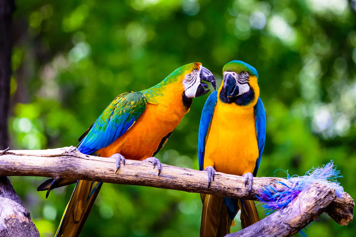 Nutri-Berries for Parrots