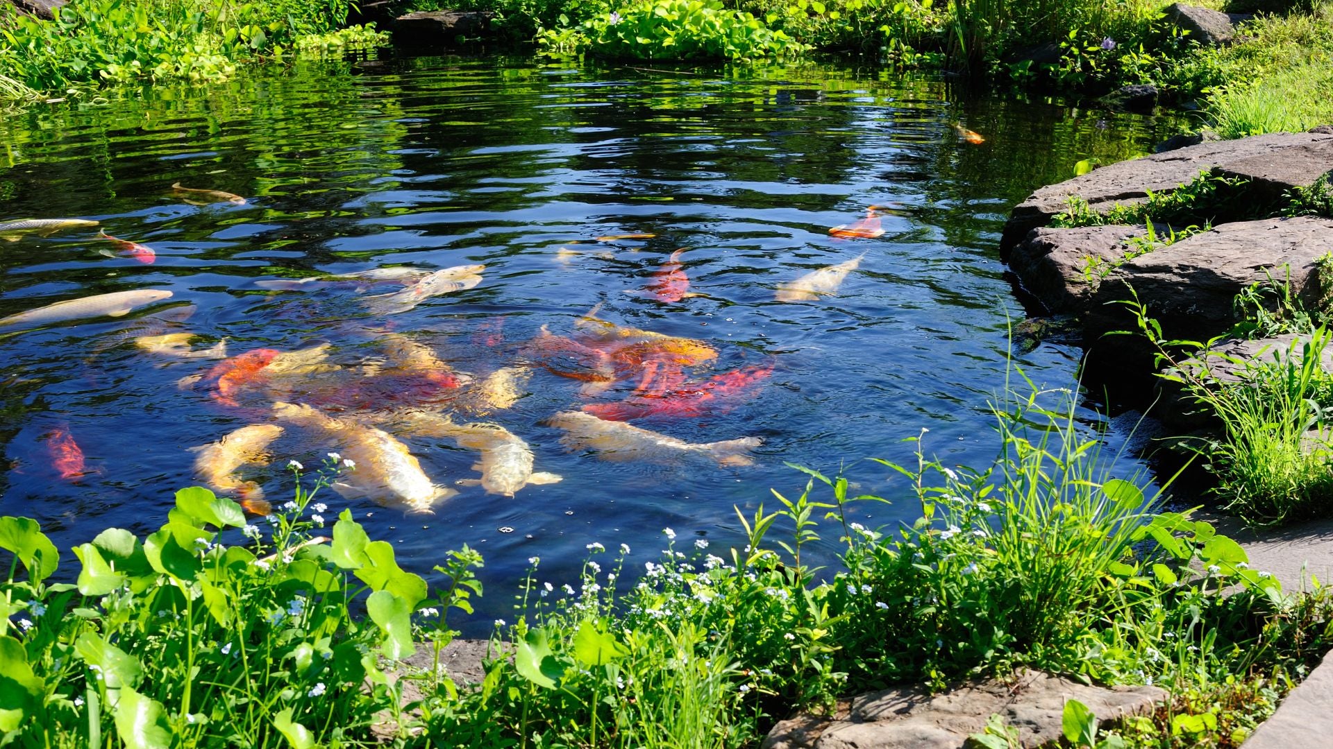 5 lbs of Koi Pond Food