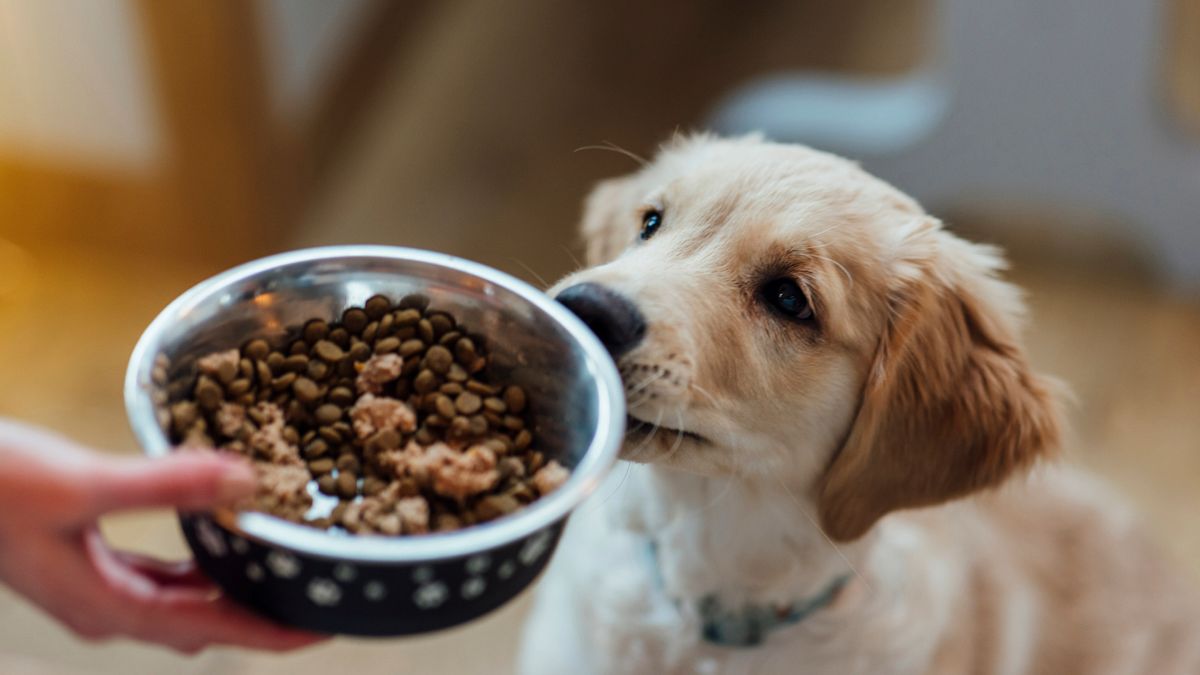 Understanding 24 20 Dog Food