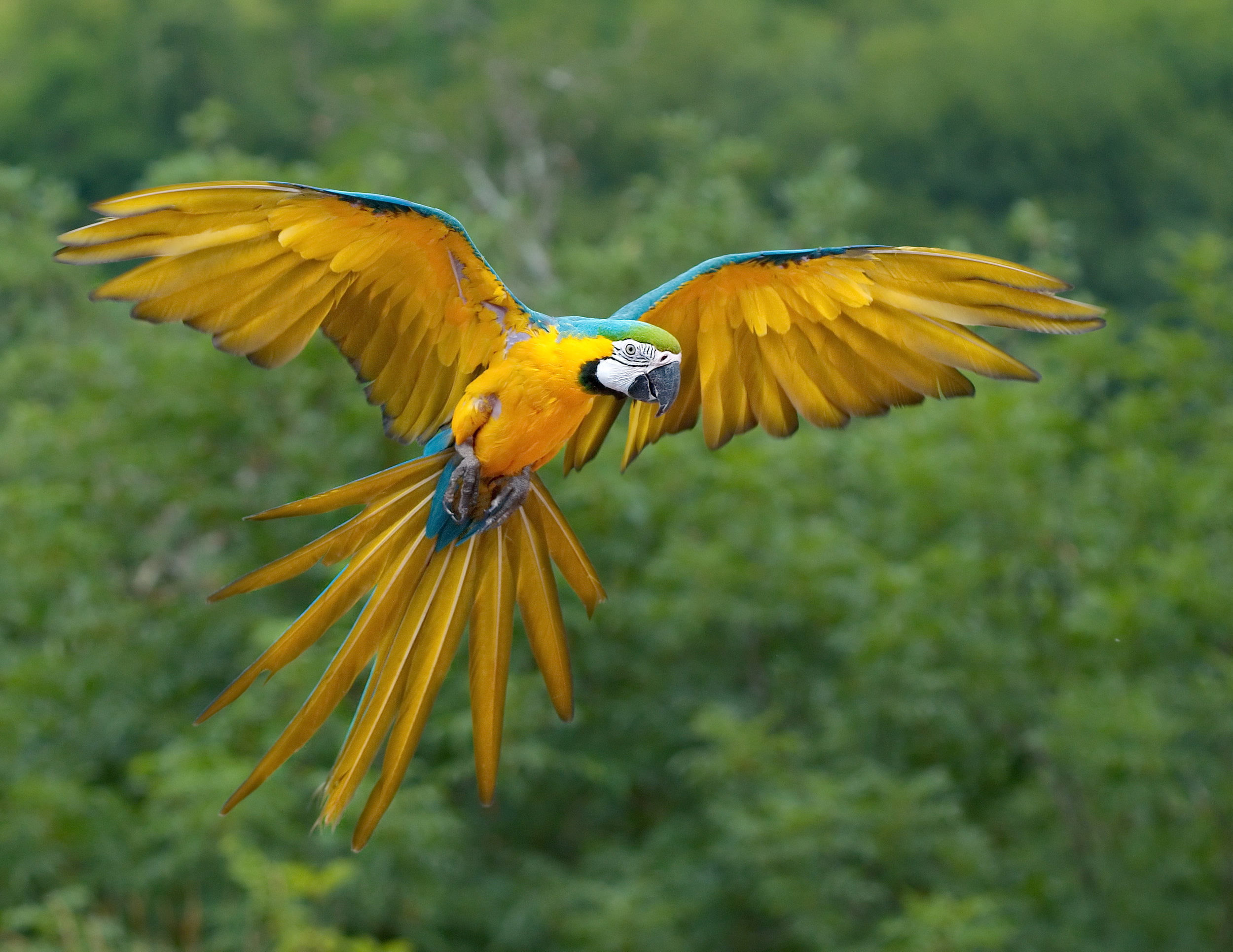 Nutri-Berries for Parrots