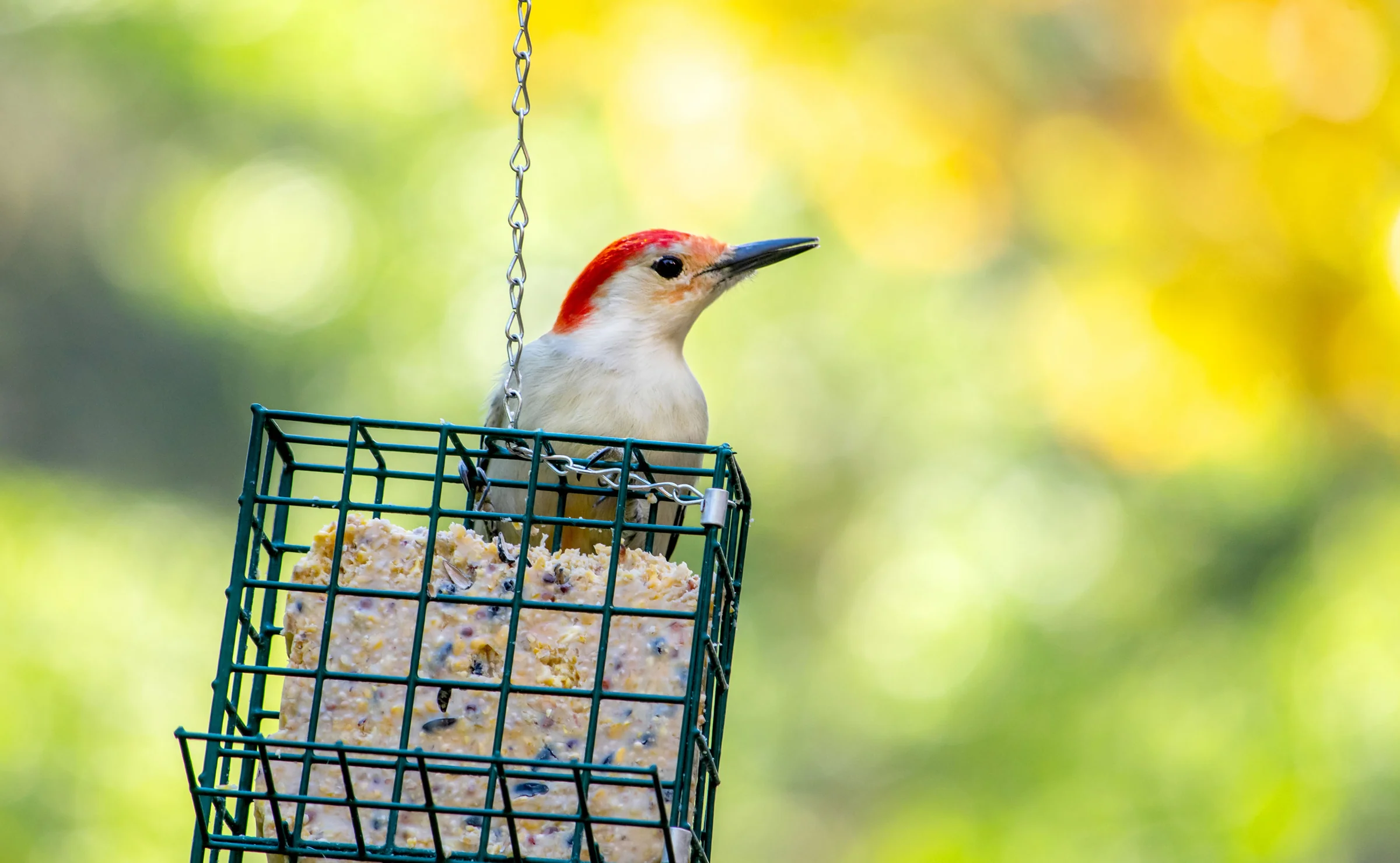 Bird Food Block